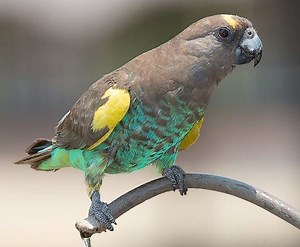 Meyer's parrot - Alchetron, The Free Social Encyclopedia