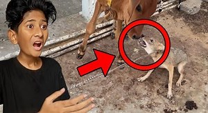 27K views · 1.3K reactions | Angry Fox ne Baby Cow pr Attack Krdiya | Vampire Yt | Facebook