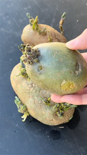 Potatoes can be planted as soon as the soil is workable and soil temperature is at least 40 F. They’re usually planted in late winter through spring: March-May. For late summer to fall harvest, plant them by mid-June. More info in the comments below. 💚 #potatoes #vegetables #GardeningTips #growyourownfood #gardening #spring #springvibes #pnw | Learn To Grow