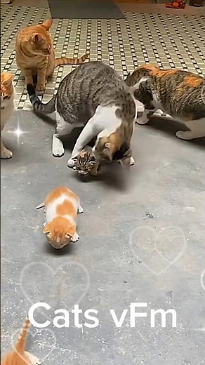 How a cat trains its babies! 😻| #cat