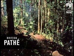 Ambush Reel 1 (1964)