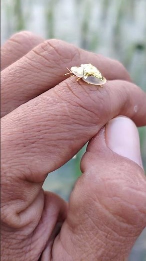 Real Golden Beetle Pupa Found in Nature #GoldenBeetle #shorts #NatureShorts #WildlifeMacro #nature