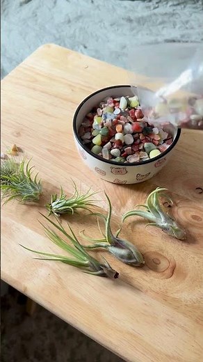DIY Pet Bowl Memorial Planter