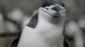 Part 606 || Animals Life Story | Animals Life