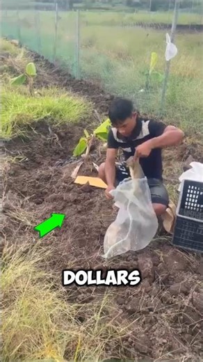 How Rabbits Are Making Millions for Farmers 😨