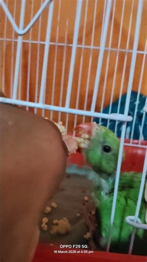 parrot 🦜 head fitting hand fitting food viral#birds