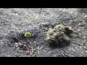 Boxfish vs. Scorpionfish