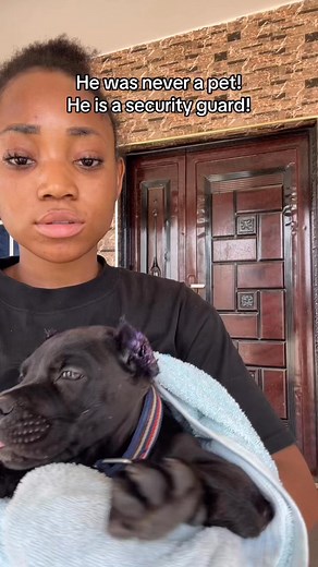 117K views · 1.8K reactions | When will he start barking at strangers?  #foryou | Priscillia Jerome | Facebook