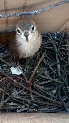 Wren is back in action 🪹🔨 #wildlife #birdwatching #nature #birdhouse #birds | Nest Box Live
