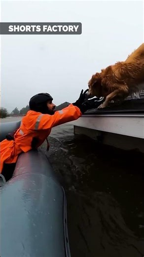 Dog Rescued from Flooded Rooftop