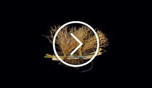 Fly Tier's Bench: How to Tie the Chubby Chernobyl - Fly Fisherman