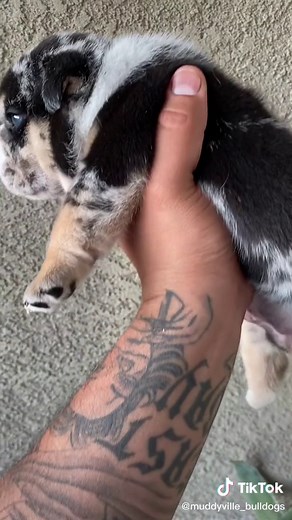 Who will be the lucky person that ends up keeping my beautiful boy 🙌🏽😍 my favorite from my litter #english #bulldogs #englishbulldog #bulldog