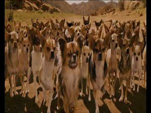 Beverly Hills Chihuahua - Chihuahua scene (NL 2008)