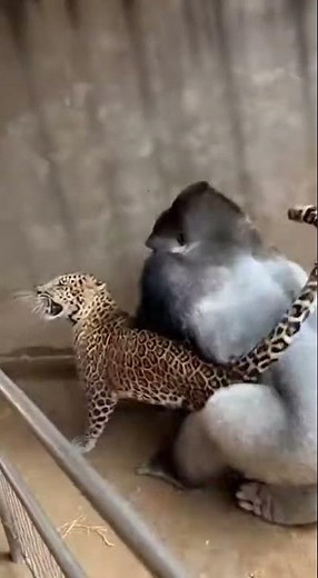 Epic Gorilla vs Leopard Showdown at Zoo #WildEncounter