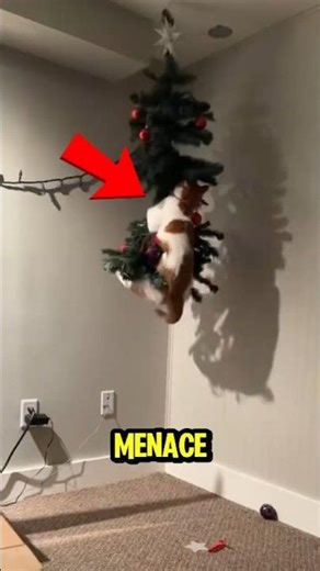 TOP 5 ANIMALS THAT LOVE CHRISTMAS🎁❄️ #ChristmasAnimals #HolidayCountdown #FestivePets