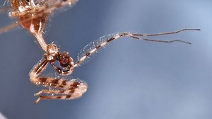 Check Out This Assassin Bug Murdering A Spider In Its Own Web