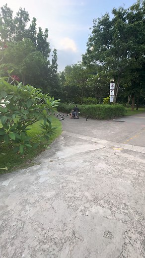 Exploring Hornbills in Singapore's Bukit Panjang