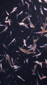 The icy landmass of Antarctica and the surrounding waters give sanctuary to albatrosses, petrels, seals, and penguins; offshore, humpback, blue, and southern fin whales feast. Huge populations are sustained by one tiny animal – krill. There are 86 species of these tiny, shrimp-like crustaceans, and they play an outsized role in marine food webs throughout the Ocean. Gina Selig wrote for National Science Foundation (NSF), “Antarctic krill provide the basis of the diet for most marine mammals and 