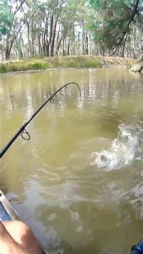 Yew! #kayakfishing #murraycod #lurefishing #fishingaustralia