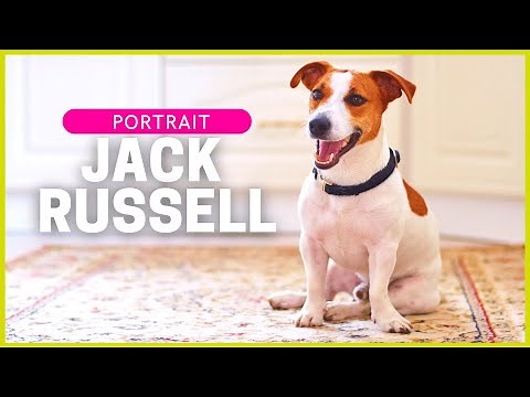 JACK RUSSELL TERRIER | Charakter, Haltung & Gesundheit