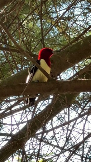 Red-headed woodpecker slips on branch