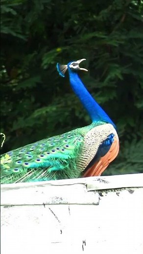 Loud Peacock Screaming Voices #PeacockSound #peacockdance #ytshorts