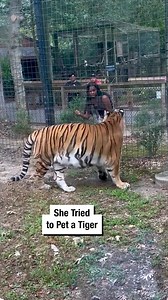 5.1M views · 3.9K reactions | She Tried to Pet a Tiger  | Wrestling News | Facebook