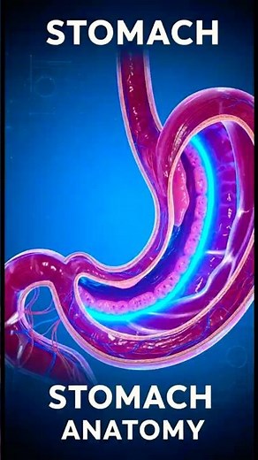 Inside the Human Stomach in 3D: Layer-by-Layer Anatomy Breakdown & Digestive Science Explained🍽️