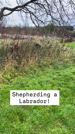 Not sure if Finn the Collie, thinks Figgy the Lab, has the ball, or if she’s a sheep?! And yes…they really did go round and round THAT many times!! 🤣 #walkiesandwellies #dog #bordercollie | Walkies & Wellies
