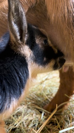 4.5K views · 2.2K reactions | Little man 懶 #countryoakacres #lovewhatyoudo #photooftheday #family #goatkids #baby #viral #fyp #goatlovers #goatbabies #babygoat #love #babygoatsarethecutest #babygoatlove #babyanimals #babyanimalstagram #nigeriandwarfs #brothersister #viralreels #viralvideos #viralvideo | Country Oak Acres | Facebook