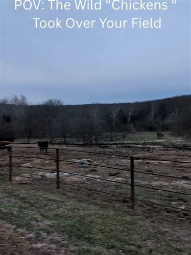 The Impact of Flocks of Birds on Farms