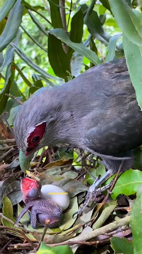Green-billed Ground Cuckoo Parenting