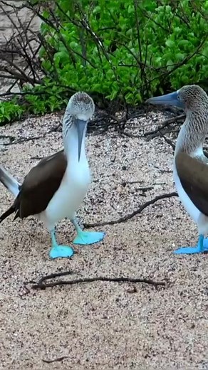 Beautiful Colourful Birds dance 🦩 #Respect #special #Beautiful #Birds #Dance #Fun #viral #trending #shorts #reels #BeautyOfNature92 #fbreels | Beauty of Nature