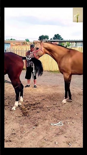 Horse Breeding Explained: Bloodlines, Care, and What Every Breeder Must Know #horse #equestrian