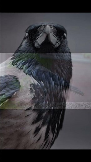 EP24 The Hooded Crow - Bird Song