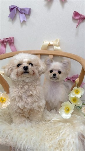 可愛すぎる🥹🤍 #マルプー #マルポメ #maltipoo #maltipom #믹스견