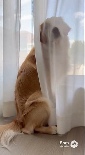 Worlds Cutest Guilty Dog! Golden Retriever Tries To Hide After Making A Mess