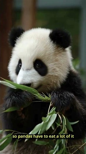 Fun Facts About Panda
