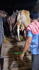 Loading Most Beautiful and Biggest Young red Cow of Ms dairy farm for💕 20___25#viral #trending