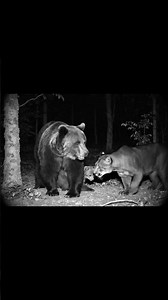 Bear and Puma Face Off – But Show Mutual Respect and Walk Away!