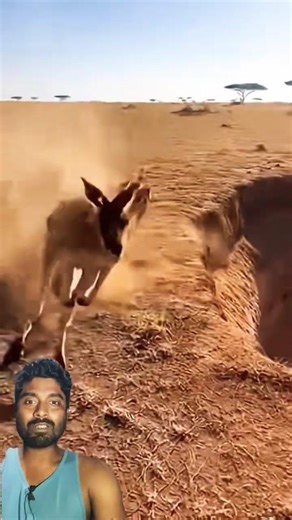 Kangaru ne gol gol ghumaya 😂😂 #animallife #comedyshorts #entertaininganimals