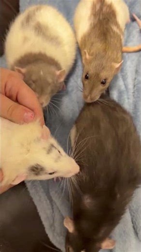 Do Pet Rats Actually Like This? (Watch This)