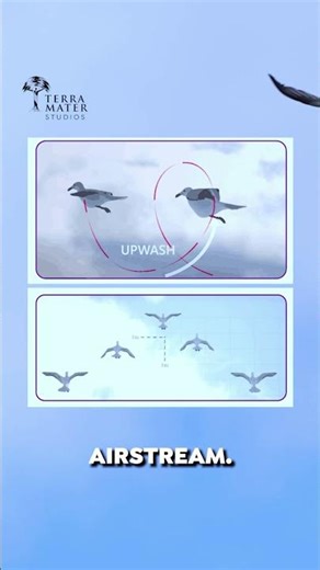 Why Do Birds Fly In a V-Formation?