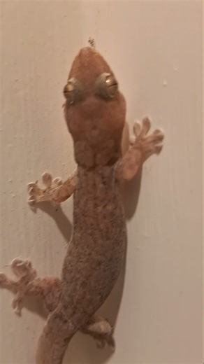 Unexpected Guest at Night – Huge Gecko Up Close! #nature