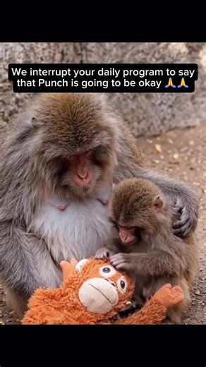 Get Punch's Plush Companion Now!