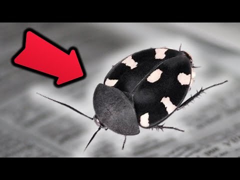 What you NEED to Know about Domino Roaches..