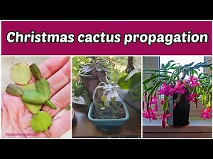How to Propagate Christmas Cactus (Schlumbergera x buckleyi in Soil
