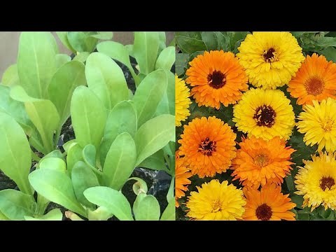 How to germinate Calendula Seeds | The Pacific Beauty