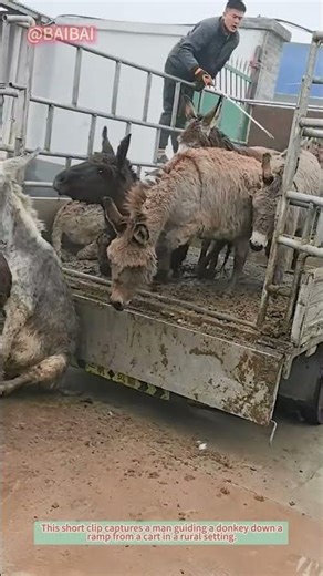 How to Unload a Donkey from a Cart? #Shorts