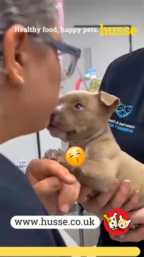 Make every meal count with Husse super-premium pet food from Sweden. Packed with flavour, essential vitamins, natural antioxidants and omega fatty acids, Husse recipes support strong immunity, healthy skin and a shiny coat while being easy to digest. Whether you have a playful pup, a chilled senior or a finicky feline, there’s a Husse food to keep them energetic and satisfied. Healthy food happy pet.#husse_UK #healthy #pet_foods #happy #pets franchise cats dogs | Husse UK